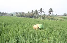 Wujudkan Ketahanan Pangan, Bulog Gelar Program Mitra Petani